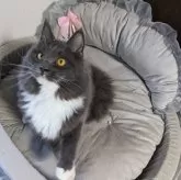 メインクーン【大阪府・女の子・2025年3月17日・ブルー&ホワイト】の写真2