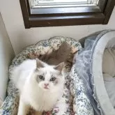 ラグドール【大阪府・女の子・2024年10月17日・ブルーポイントバイカラー】の写真2