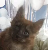 メインクーン【大阪府・男の子・2025年5月25日・ブラックスモーク】の写真2