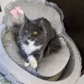 メインクーン【大阪府・女の子・2025年3月17日・ブルー&ホワイト】の写真3