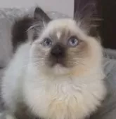 ラグドール【大阪府・男の子・2024年10月30日・シールポイントミテッド】の写真3