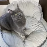 メインクーン【大阪府・女の子・2025年5月15日・ブルーソリッド】の写真3