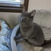 メインクーン【大阪府・女の子・2025年5月15日・ブルーソリッド】の写真4