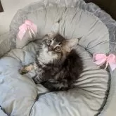 メインクーン【大阪府・女の子・2025年6月29日・ブラウンタビー】の写真3