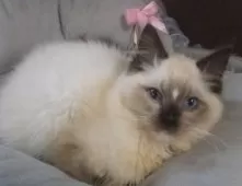 ラグドール【大阪府・男の子・2024年10月30日・シールポイントミテッド】の写真4