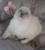 ラグドール【大阪府・男の子・2024年10月2日・ブルーポイントミテッド】の写真4