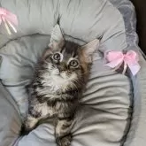 メインクーン【大阪府・女の子・2025年6月29日・ブラウンタビー】の写真4