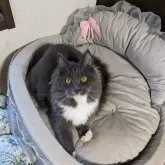 メインクーン【大阪府・女の子・2025年3月17日・ブルー&ホワイト】の写真5