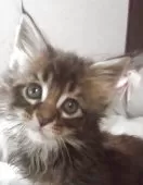 メインクーン【大阪府・女の子・2025年4月10日・ブラウンタビー】の写真6