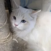 ラグドール【大阪府・男の子・2025年1月24日・クリームリンクスポイントバイカラー】の写真7