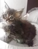 メインクーン【大阪府・女の子・2025年4月10日・ブラウンタビー】の写真7