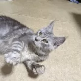 メインクーン【大阪府・女の子・2025年4月10日・シルバータビー】の写真7