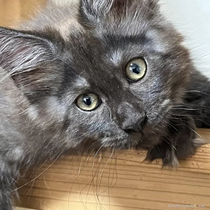 ID:2407-01455の子猫