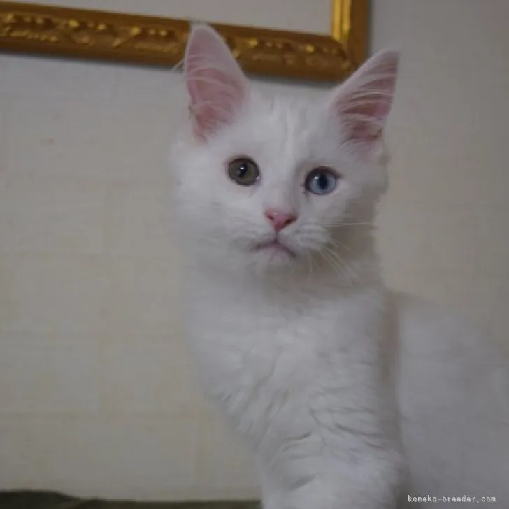 ID：2305-02507の子猫