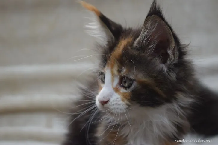 きょっぴい 様のお迎えした子猫