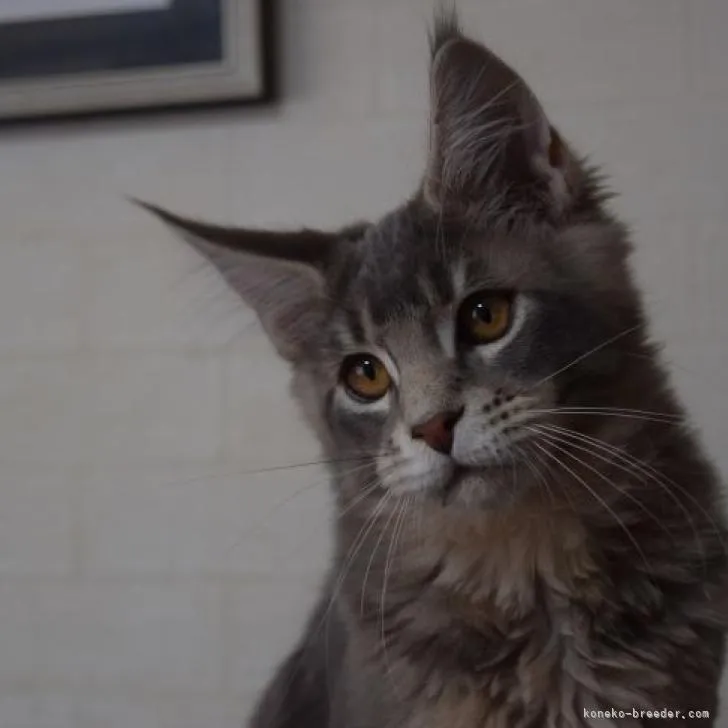 ID:2303-00524の子猫