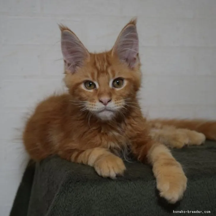 ID：2306-01354の子猫