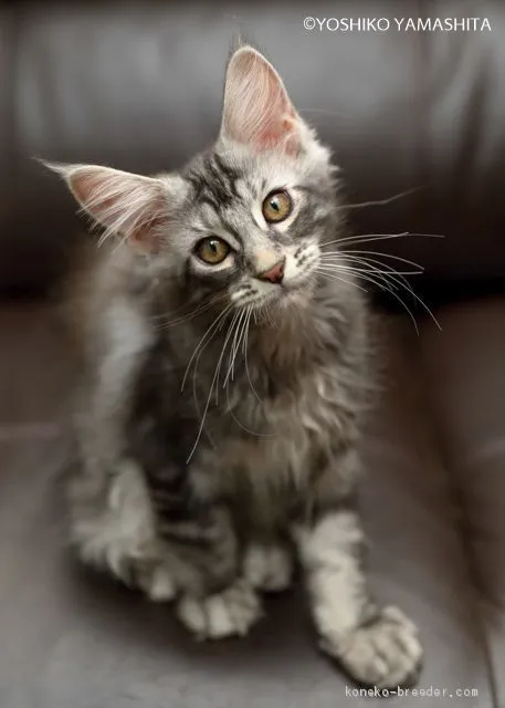 DD 様のお迎えした子猫