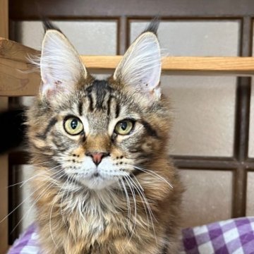 メインクーン【神奈川県・女の子・2022年11月6日・ブラウンクラシックタビー】の写真「明るいブラウンの可愛い子」