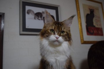 メインクーン【神奈川県・女の子・2023年8月5日・ぶらうんクラシックトービー/ホワイト】の写真「とても綺麗なカラーです」