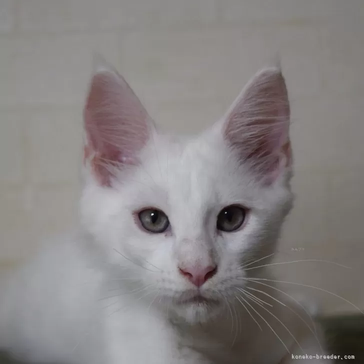 ID：2507-02083の子猫