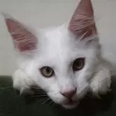 メインクーン
