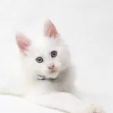 メインクーン【神奈川県・男の子・2025年5月18日・ホワイト】の写真3「プロカメラマン撮影」