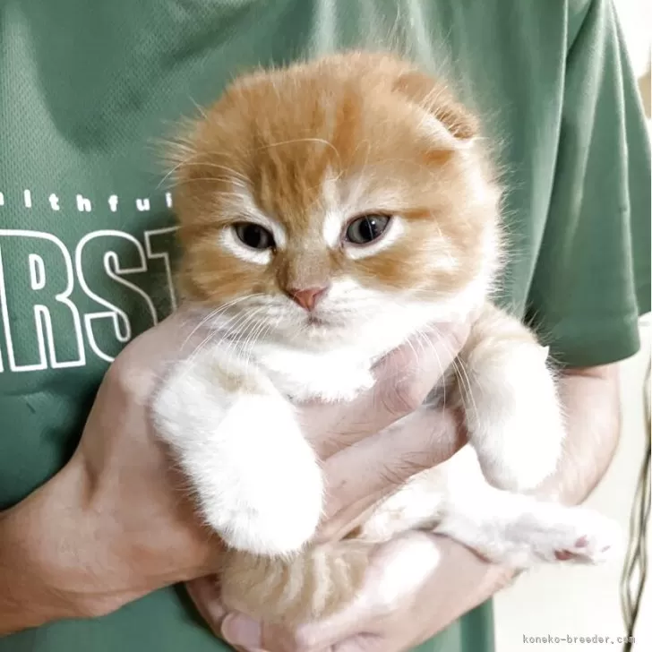 ID：2507-02384の子猫