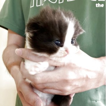 スコティッシュフォールド(折れ耳)【和歌山県・男の子・2025年9月23日・ブラックアンドホワイト（ロング）】の写真「綺麗なハチワレ　折れ耳ロングの男の子ブリスコです」