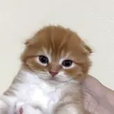 スコティッシュフォールド(折れ耳)