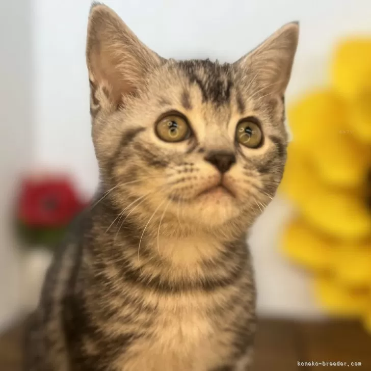 ID：2410-03052の子猫