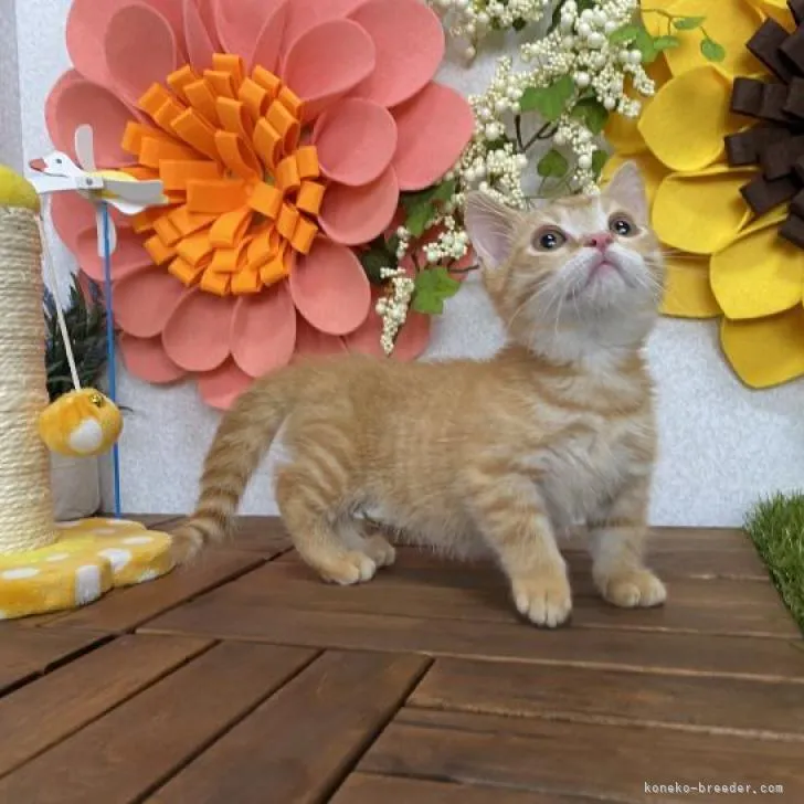 ID：2207-01887の子猫