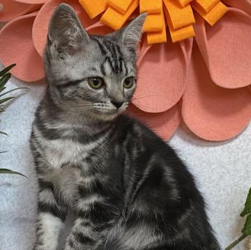 アメリカンショートヘア【栃木県・女の子・2022年5月20日・シルバータビー】の写真「毛艶の良い美人な女の子です。」