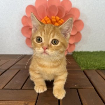 マンチカン(短足)【栃木県・男の子・2023年9月12日・レッドタビー】の写真「むっちり体型の男の子です。」