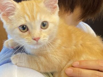 マンチカン(短足)【栃木県・女の子・2022年3月23日・レッドタビー】の写真「ちょっと甘えん坊な女の子」