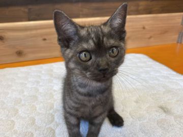 マンチカン(長足)【栃木県・男の子・2022年3月1日・ブラックスモーク】の写真「人懐っこいく目のくりっとした男の子です。」