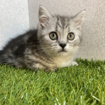 マンチカン(短足)【栃木県・女の子・2022年10月20日・シルバータビー】の写真「目のクリッとした女の子です。」