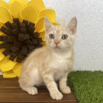 マンチカン(長足)【栃木県・男の子・2023年6月25日・レッドタビー】の写真「目のクリッとした男の子です。」