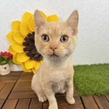 マンチカン(長足)【栃木県・男の子・2023年7月3日・レッドタビー】の写真「目のクリッとした男の子です。」