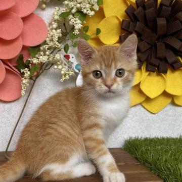 マンチカン(長足)【栃木県・女の子・2022年4月20日・レッドタビー&ホワイト】の写真「4兄弟一番の遊び好きの女の子です。」