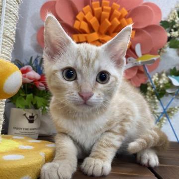 マンチカン(長足)【栃木県・男の子・2022年4月17日・レッドタビー】の写真「おとなし目の男の子です。」