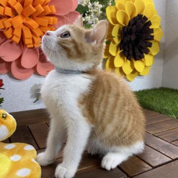 マンチカン(長足)【栃木県・男の子・2022年4月20日・レッドタビー&ホワイト】の写真「目の大きな男の子です。」