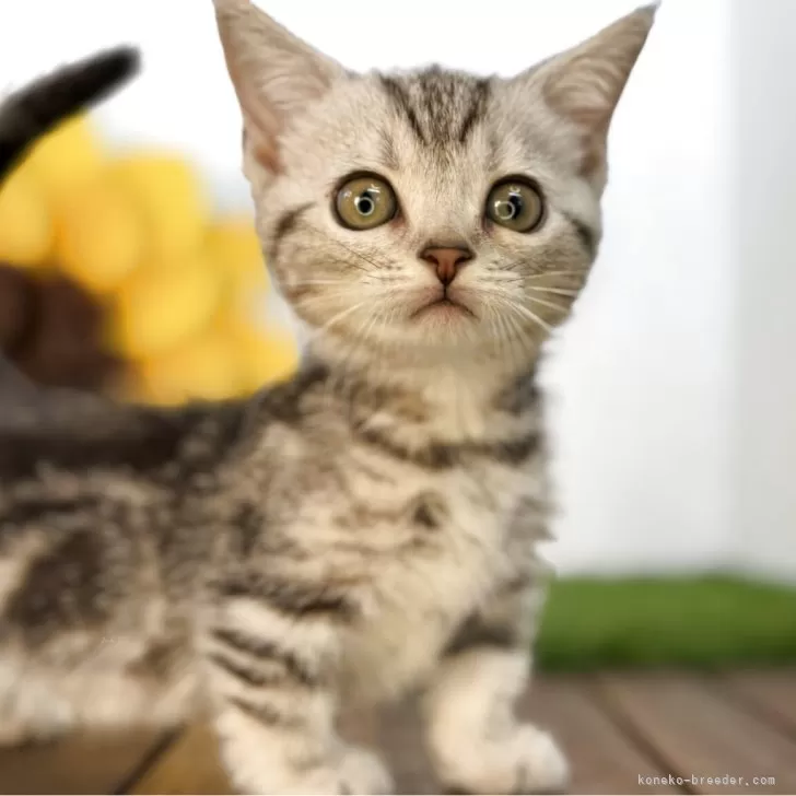 ID：2507-02545の子猫