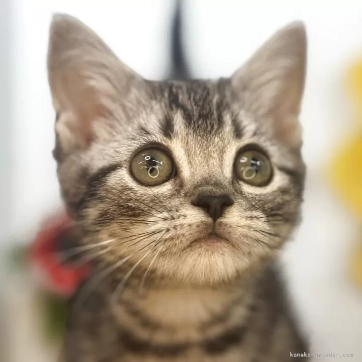 ID：2507-00341の子猫