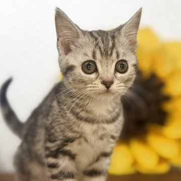 アメリカンショートヘア【栃木県・女の子・2025年4月18日・シルバータビー】の写真「目のクリッとした女の子です。」