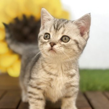 マンチカン(短足)【栃木県・女の子・2025年3月20日・シルバータビー】の写真「目のクリッとした女の子です。」