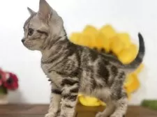 アメリカンショートヘア【栃木県・女の子・2025年4月18日・シルバータビー】の写真5