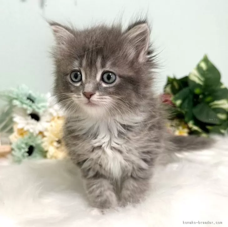 ID:2503-02208の子猫