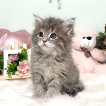 マンチカン(長足)【京都府・女の子・2024年11月21日・ブルータビーアンドホワイト（ロング）】の写真「とっても可愛らしい女の子💕」