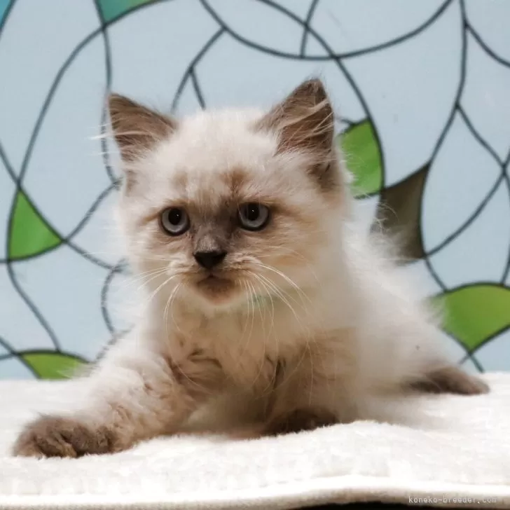 マンチカン(長足)【東京都・男の子・2025年8月19日・シールポイント】の写真1「レアなポイントカラーの男の子です。」